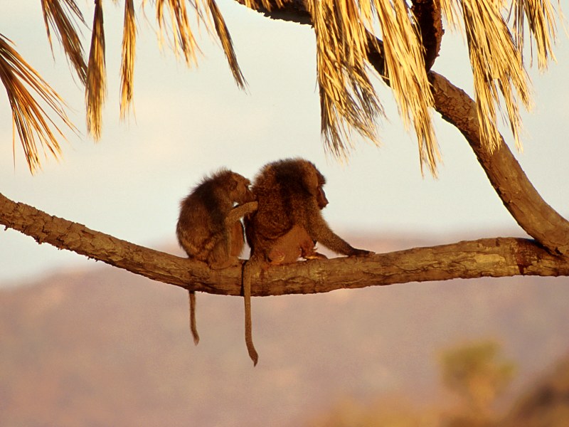 Companionship,  Kenya, Africa